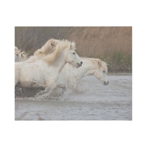 White Camargue Horses Running in Water Gallery Wrap