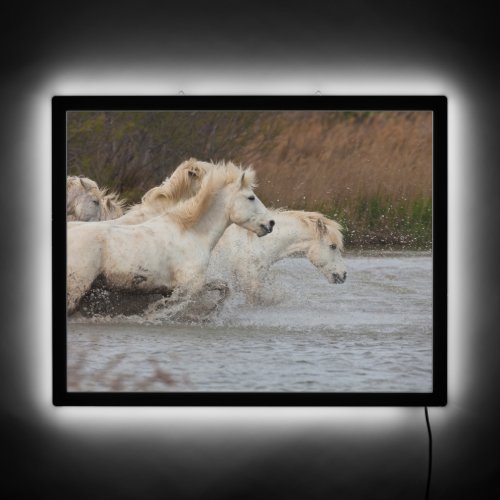White Camargue Horses Running in Water LED Sign