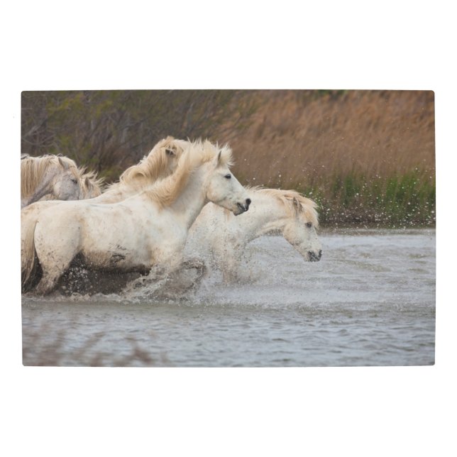 White Camargue Horses Running in Water Metal Print (Front)