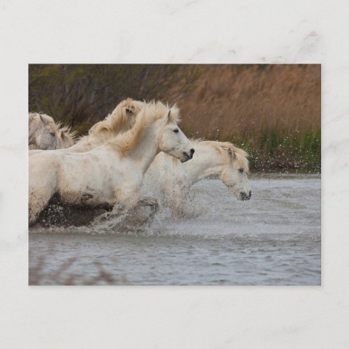 White Camargue Horses Running in Water Postcard