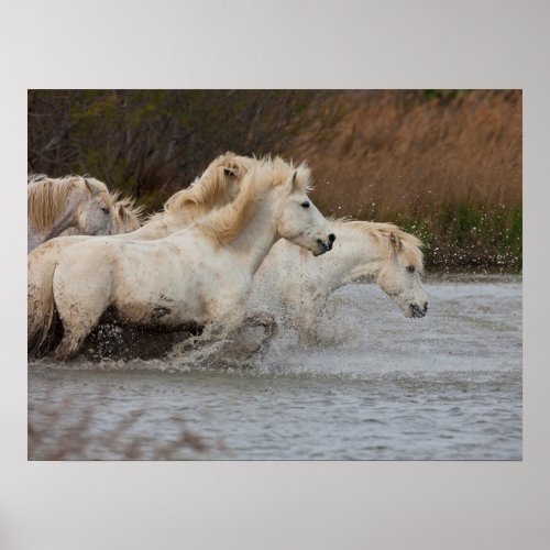 White Camargue Horses Running in Water Poster