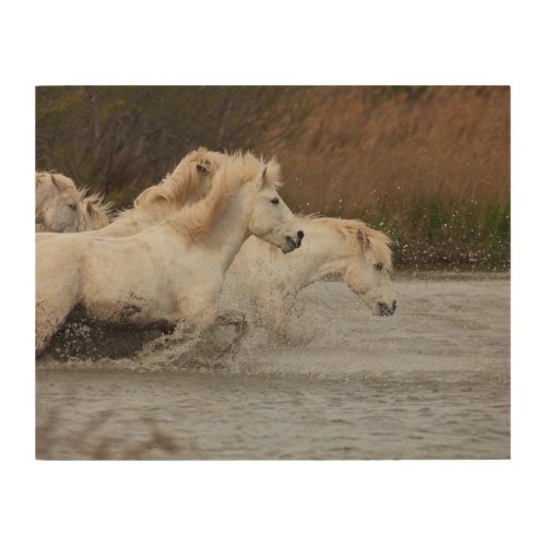 White Camargue Horses Running in Water Wood Wall Art