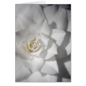 White Camelia (Front)
