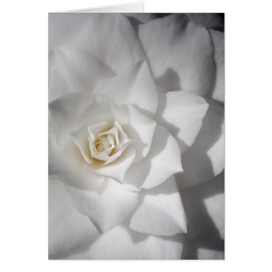 White Camelia (Front)
