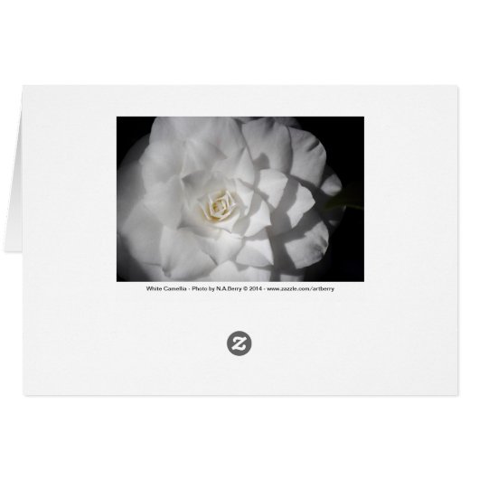 White Camelia (Back Horizontal)
