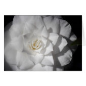 White Camelia (Front Horizontal)