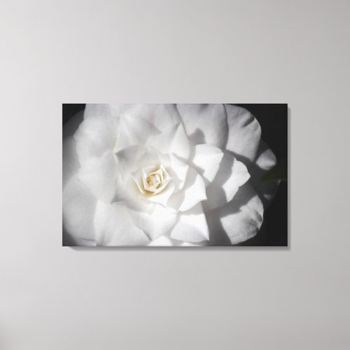 White Camelia Canvas Print