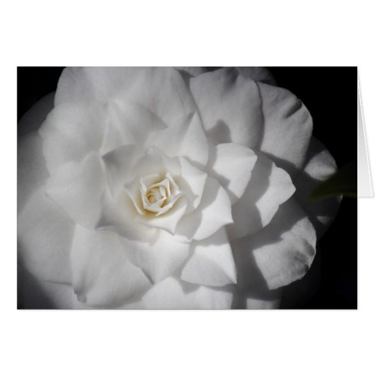 White Camelia Cards (Front Horizontal)