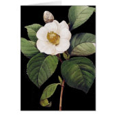 White Camellia (Front)