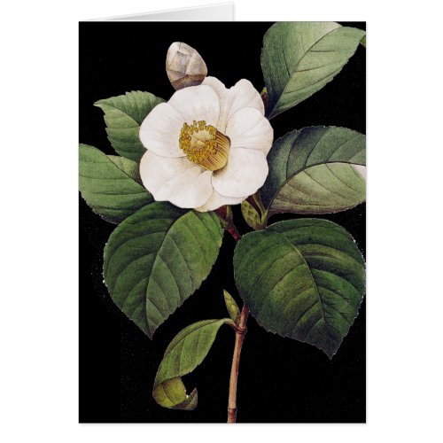 White Camellia