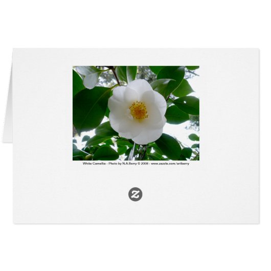 White Camellia (Back Horizontal)