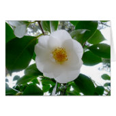 White Camellia (Front Horizontal)