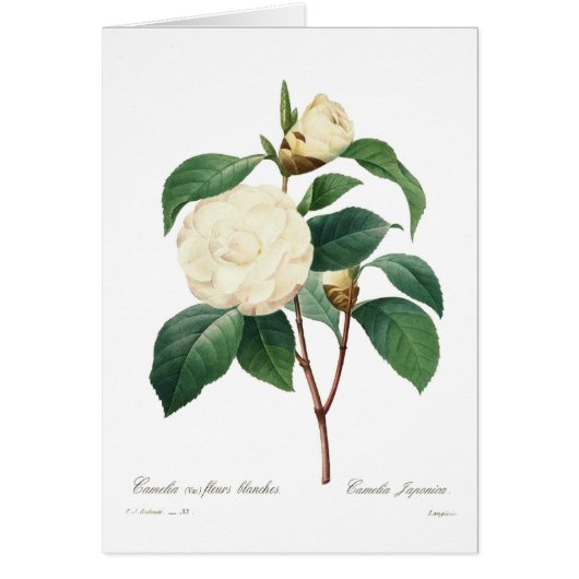 White camellia (Front)