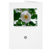 White Camellia (Back)