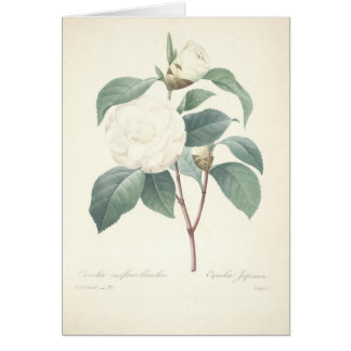 White Camellia by Redoute Cards