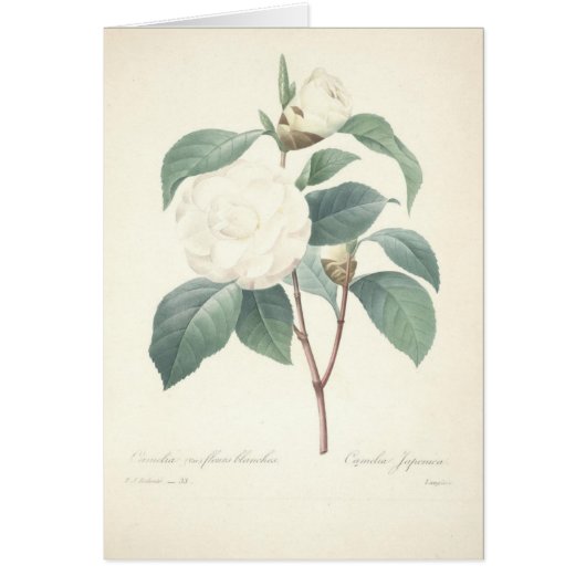 White Camellia by Redoute Cards (Front)