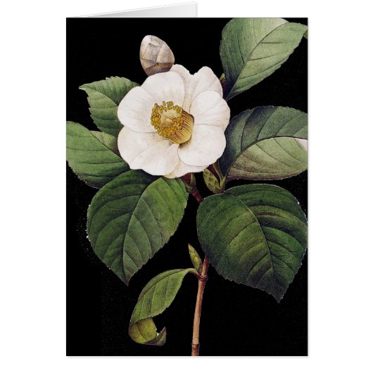 White Camellia Cards (Front)