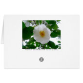 White Camellia Cards (Back Horizontal)