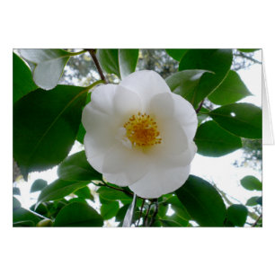White Camellia Cards