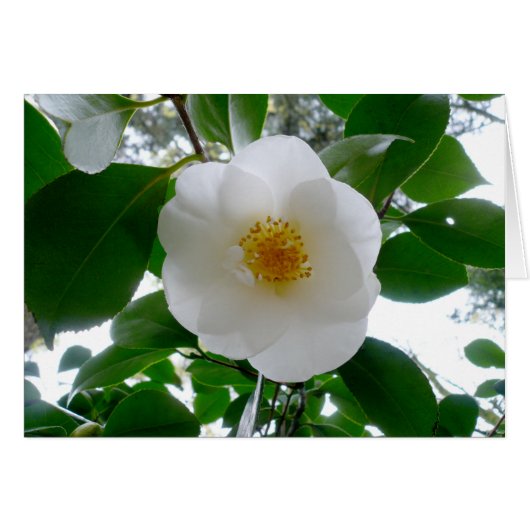White Camellia Cards (Front Horizontal)