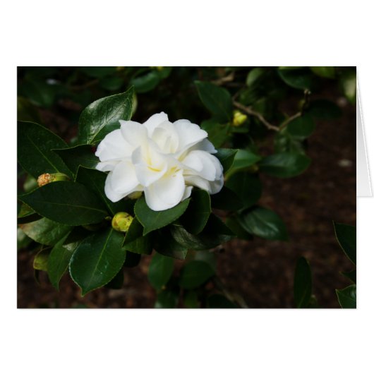 White Camellia Cards (Front Horizontal)