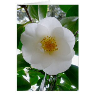 White Camellia Cards