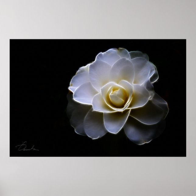white camellia color poster (Front)
