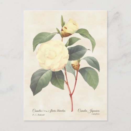 White Camellia Japonica Vintage Botanical Postcard