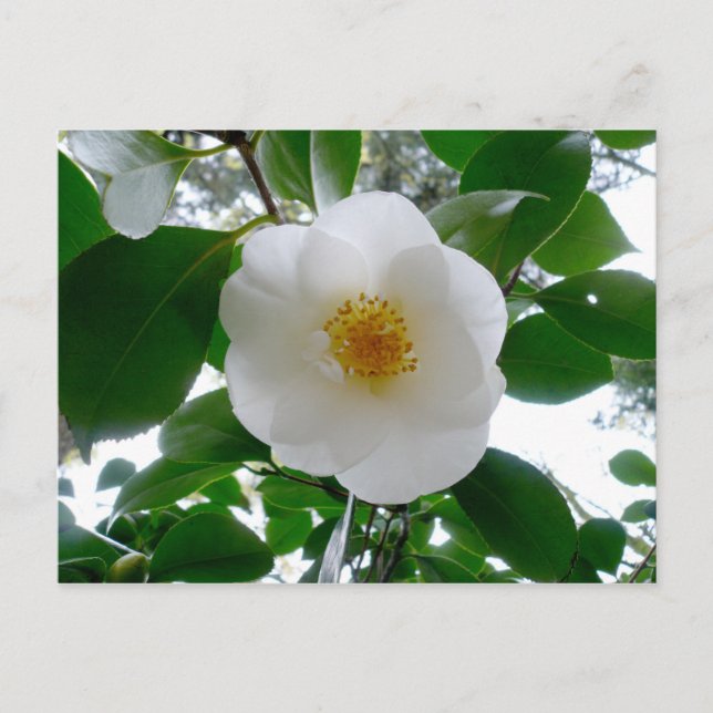 White Camellia Postcard (Front)