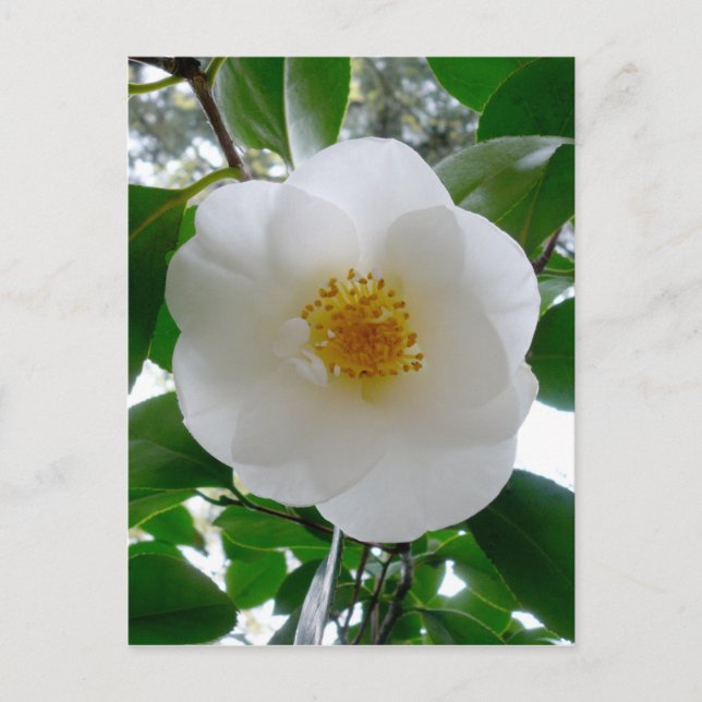 White Camellia Postcard (Front)