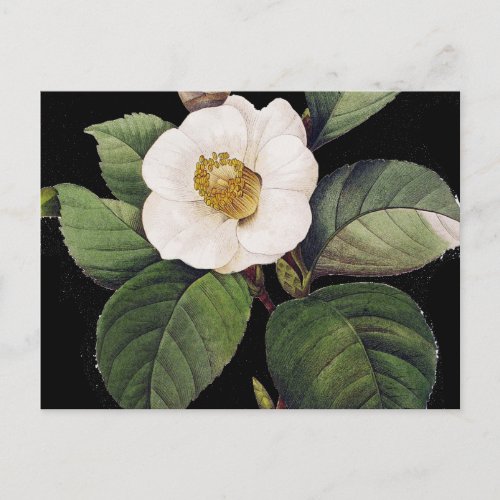 White Camellia Postcard