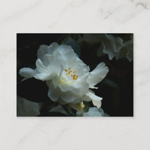 White Camellia Sasanqua ATC Photo Card