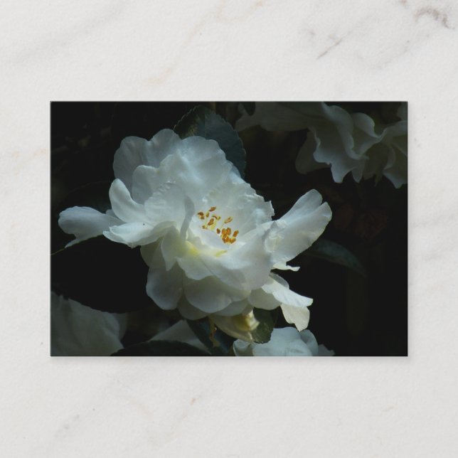 White Camellia Sasanqua ATC Photo Card (Front)