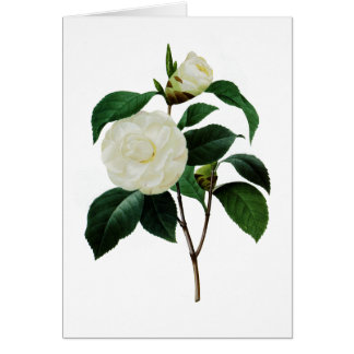 White Camellias by Pierre-Joseph Redoute Cards