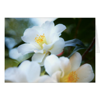 White Camellias Cards