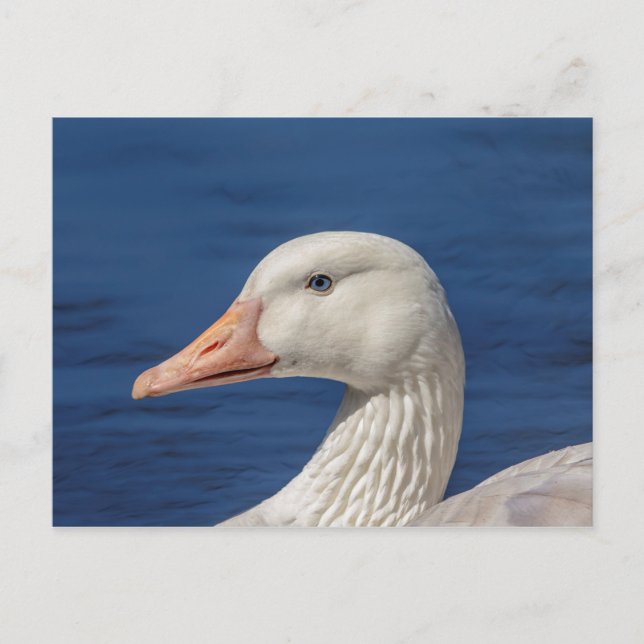 White Canadian Goose Postcard (Front)