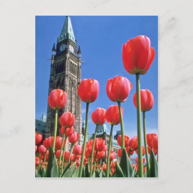 White Canadian Tulip Festival, Peace Tower with tu Postcard (Front)