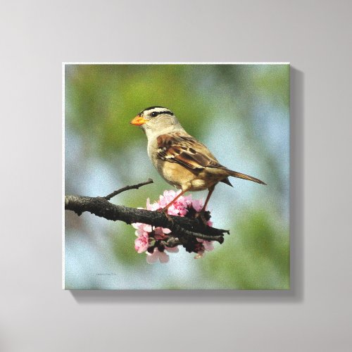 White capped sparrow canvas print