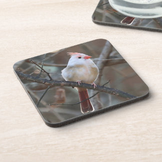 white cardinal beverage coaster