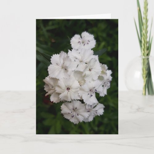 White Carnation Flowers Card