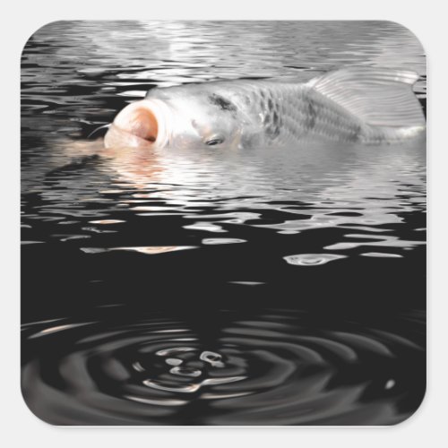 White carp koi at the surface of water square sticker