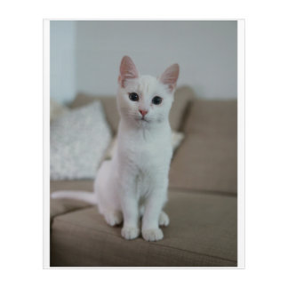 White cat acrylic print