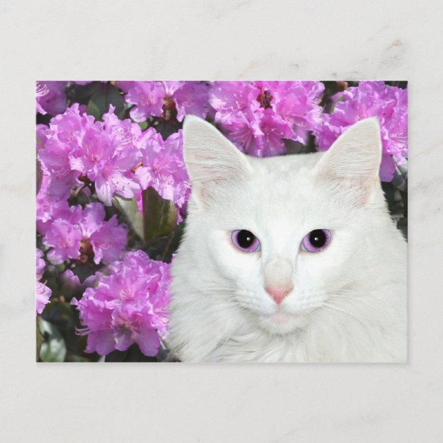 White cat azaleas postcard (Front)