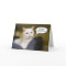 White Cat Birthday Humor Card
