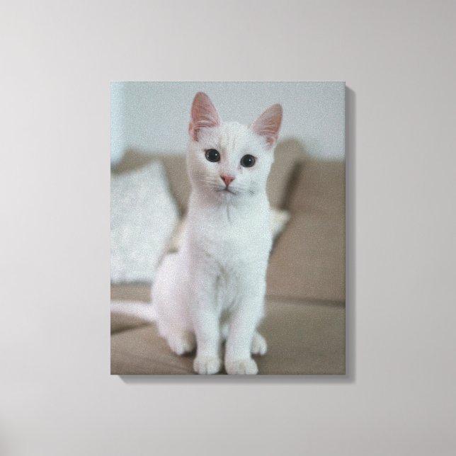 white cat canvas print (Front)