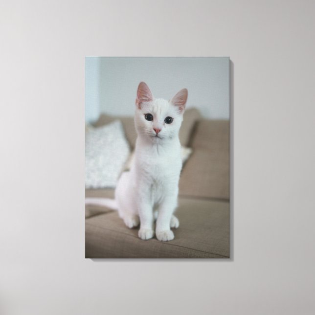 White cat canvas print (Front)