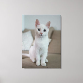White cat canvas print