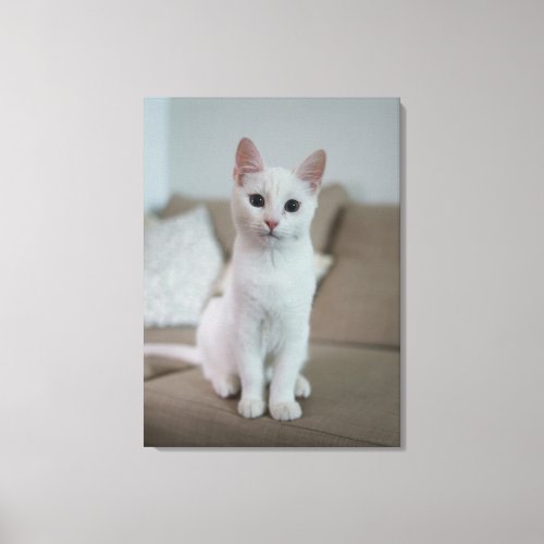 White cat canvas print