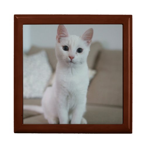 White cat gift box