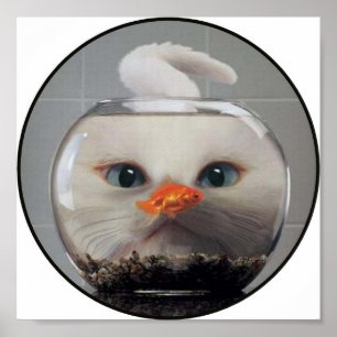 White Cat Looking Through A Goldfish Bowl Poster